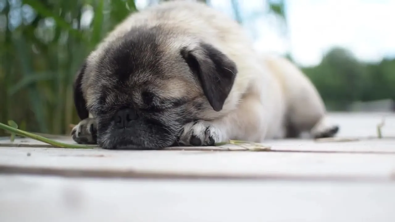Ein Mops schläft entspannt auf einem Holzsteg